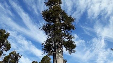 El Desconcierto | Alerce.jpg
