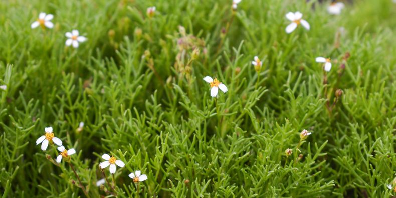 Lycapsus tenuifolius en la isla San Ambrosio. Foto: Arón Cádiz.&nbsp;