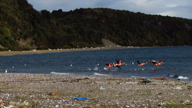 FOTOS| Las playas de Chiloé están llenas de basura industrial