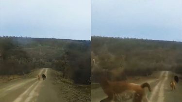 El Desconcierto | video perros asilvestrados atacan a guanaco hacen llamado a tenencia responsable.jpeg