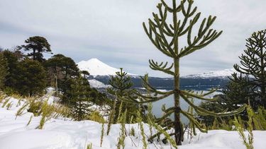 El Desconcierto | benjamin valenzuela 2.jpg