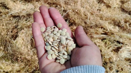 Campesinos agroecológicos revolucionan cultivo de legumbres con tienda que vende 1 tonelada