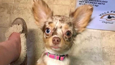 Crueldad animal: Mujer sacó a pasear a cachorro y francotirador le disparo dándole muerte