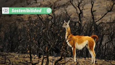 10.500 nuevos árboles: Bosque nativo en Parque Nacional Torres del Paine iniciará proceso de restauración