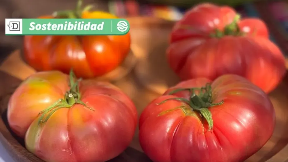 La Fiesta del Tomate 2025 será en el norte: Pueblo de Camar cercano a San Pedro de Atacama realizó lanzamiento oficial