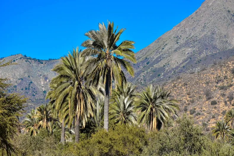 Detectan 416 Obras Irregulares Cercanas Al Parque Nacional La Campana 