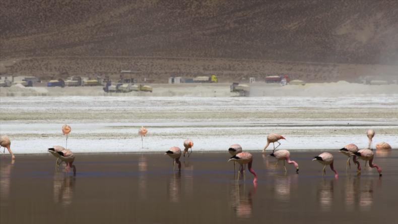 Flamencos a pocos metros de actividad minera en el salar de Surire.&nbsp;