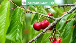 Corfo selecciona 64 startups para nueva generación: 18% se enfoca en agricultura y casi la mitad usa Inteligencia Artificial