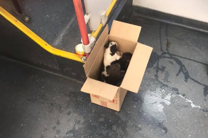 perritos transantiago.jpg