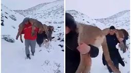 Argentina: Identifican a los responsables de matanza ilegal de puma y sus crías en Neuquén