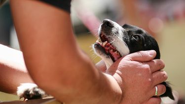 Alexis, Charles, Gary y Vidal: Los nombres más curiosos del Registro Nacional de Mascotas