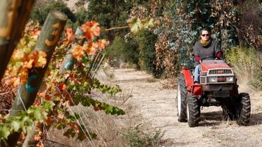 El Desconcierto | alejandra larrain vina testaruda.jpg