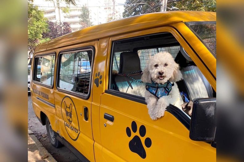guarderia de perritos chilena a la gente le encanta preguntan como se portan los alumnos.jpeg