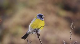 Cometocino patagónico. Marcos Aguilar. Cometocino patagónico. Marcos Aguilar.