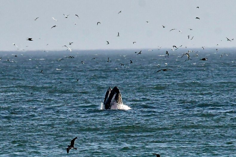 3762 ballena chile.jpg