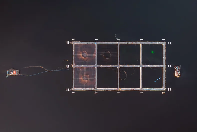 18735 salmonera.webp