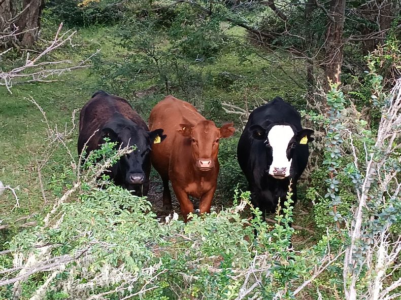 Ganadería en bosques nativos del sur de Chile.&nbsp;