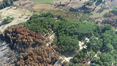 Buscan replicarlo: Cabras hacen cortafuegos naturales y salvan predio familiar de incendio