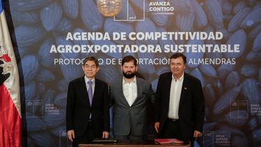 Almendras premium confirman que Chile es verdulería de China: 574 mil toneladas exportadas