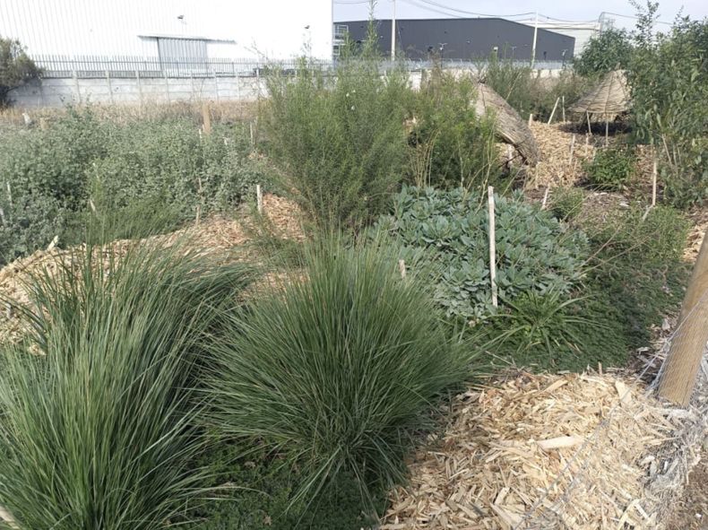 Segunda etapa de plantación en nuevo pulmón verde de Quilicura.&nbsp;