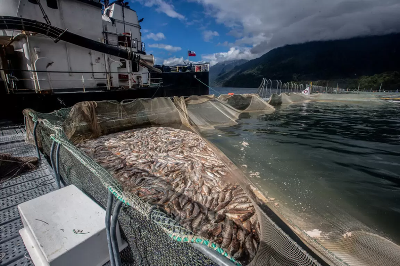Imagen referencial, mortandad masiva de salmones en Chiloé.&nbsp;