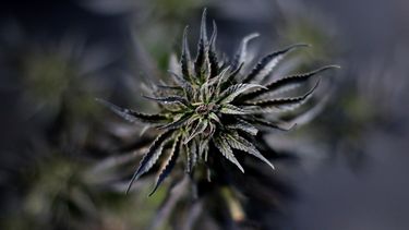 Corte Suprema: Olor a marihuana es indicio válido para controlar a ocupantes de vehículos