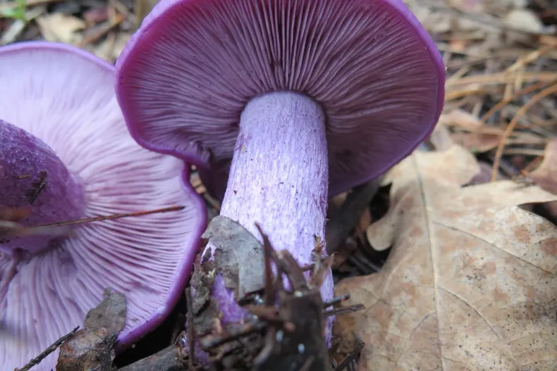 15755 diseno sin titulo 2025 05 14t192246.webp