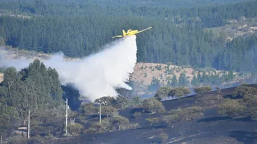 El Desconcierto | 29487 incendios plantaciones forestales.webp