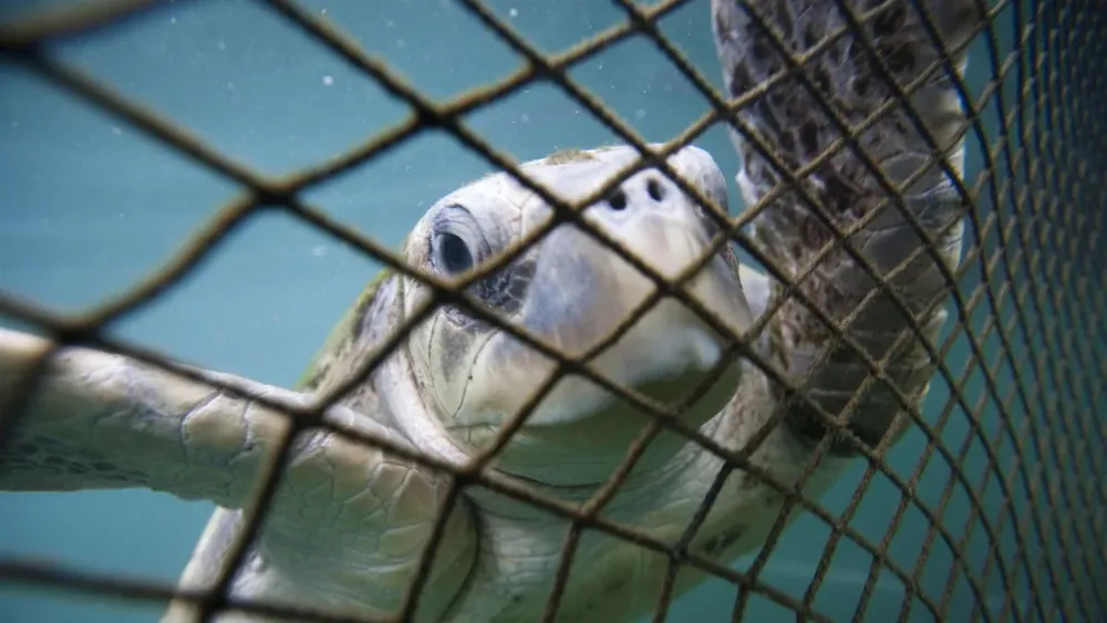 Día de las Tortugas Marinas: Cómo el cambio climático y la contaminación está acabando con 5 especies en Chile