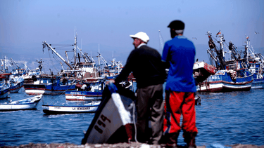 Pescadores artesanales respaldan aumento de 15% en cuota de jurel para Chile y esperan que se acerque a las tres millones de toneladas