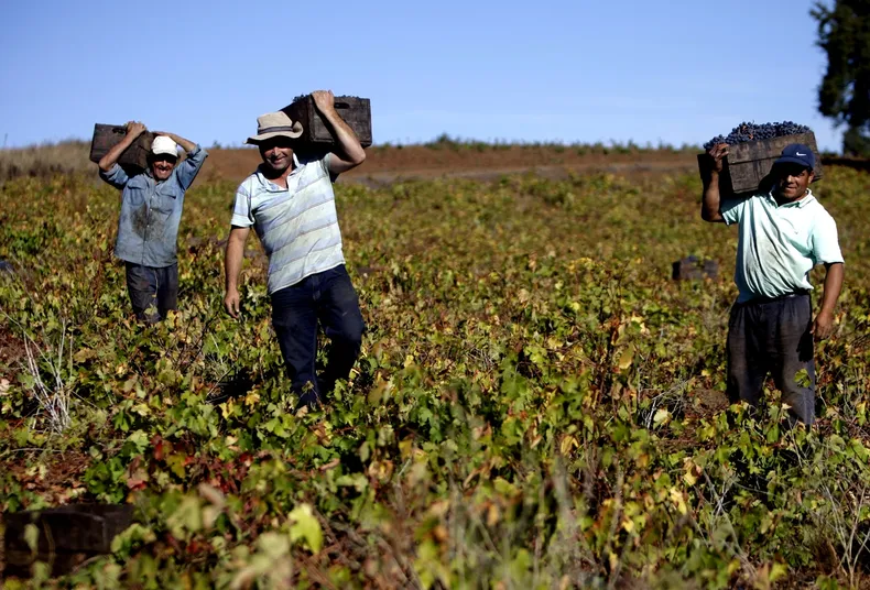 11015 fruticultura.webp