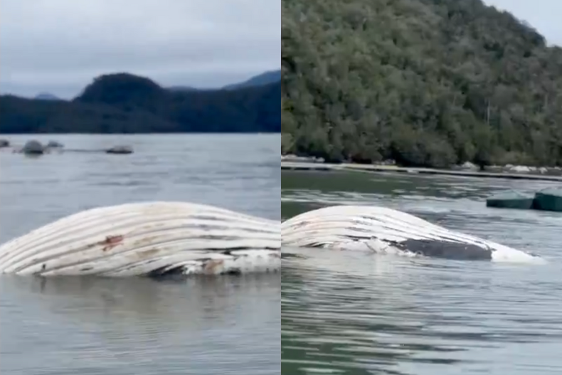 querella criminal para esclarecer muerte de dos ballenas jorobadas  kawesqars buscan resposables.png