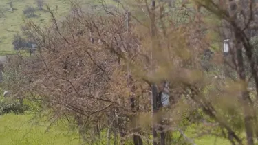 denuncian que bosque plantado por google para compensar impactos de data center en quilicura esta seco y abandonado
