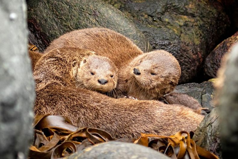 chungungo, la nutria mas pequena del mundo, sera el rostro del dia de la fauna chilena 2025.jpg