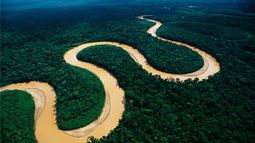 COP28: Para reforestar y conservar el pulmón de Amazonas 20 bancos ofrecen US$20.000 mill.