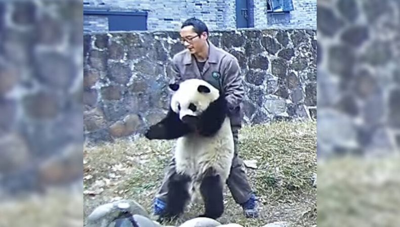 19 153927_q2yu_Panda maniobra de Heimlich YT 880x500 1.jpeg