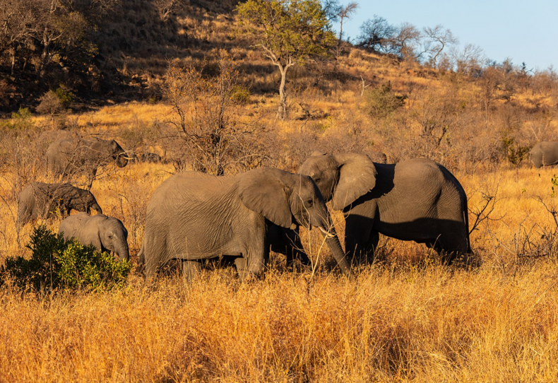 elefante africano e1718051460971.png