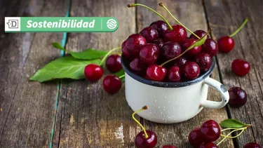 Producto estrella de exportación: Cerezas de la región de O’Higgins se consolidan en términos de producción sustentable
