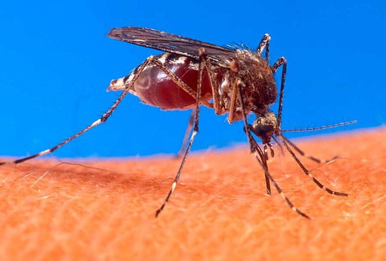 dengue.jpg