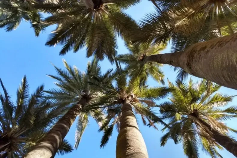 27200 diseno sin titulo 30.webp