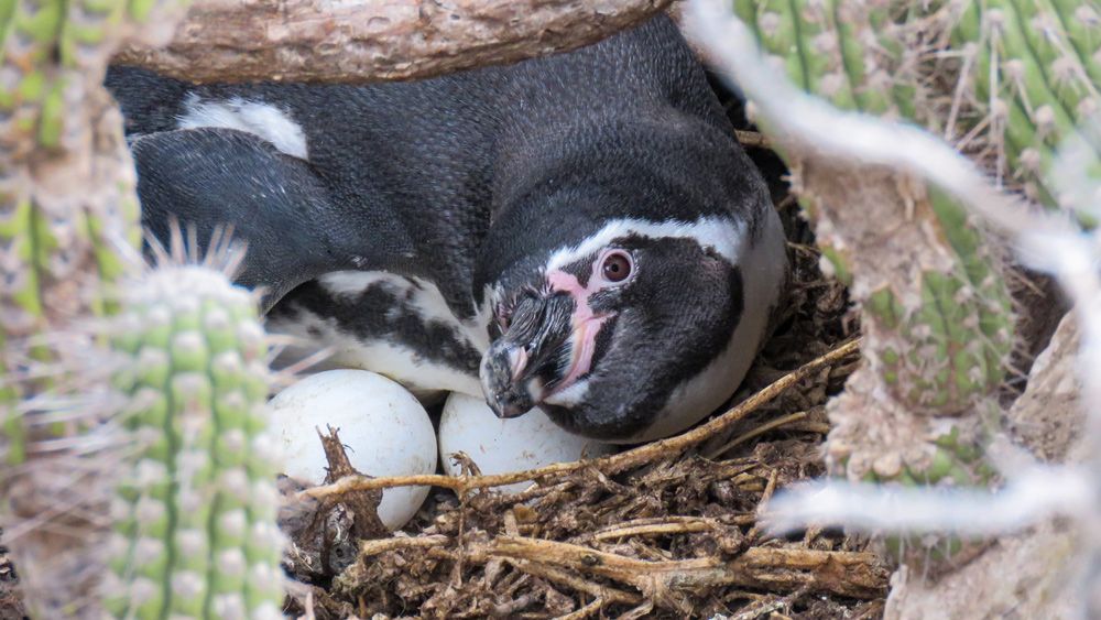 Biodiversidad recuperada en isla Chañaral. Pingüino de Humboldt.&nbsp;