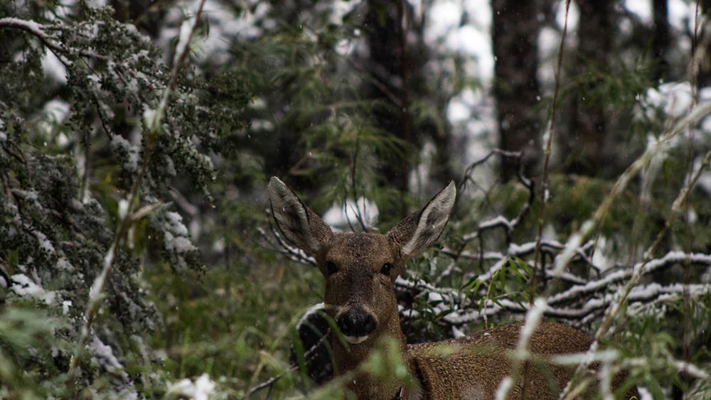 Ante un 63% de especies que peligran desaparecer Chile actualiza sus metas de protección a estas