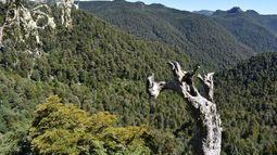 Bosque nativo en el Parque Nacional Alerce Costero. Bosque nativo en el Parque Nacional Alerce Costero.