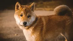 Manada de 6 perros Akita invadió casas y atacó a mascotas en Farellones: Corte rechazó enjuiciar a dueña