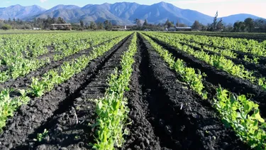 Director de Agronomía U. Mayor: Los fenómenos climáticos empiezan a ser más violentos y la agricultura debe adaptarse