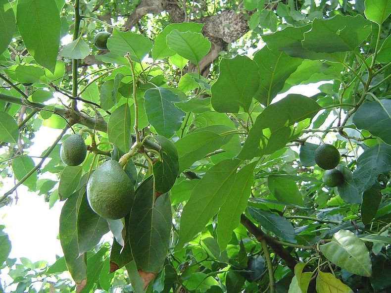 palta.jpg
