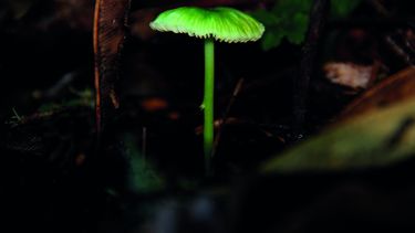 El Desconcierto | entoloma scaled.jpg