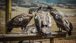 VIDEO| Vuelo majestuoso: Liberan cuatro cóndores andinos en el Parque Nacional Patagonia