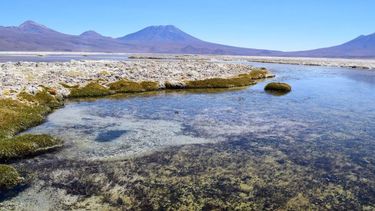 Salar de Ascotán bajo investigación por daño ambiental a especies únicas / Foto: Universidad De Chile