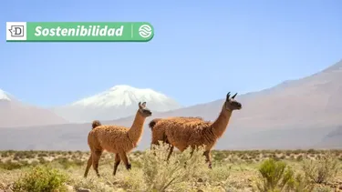 El Desconcierto | 12124 fauna en localidad de ollague.webp
